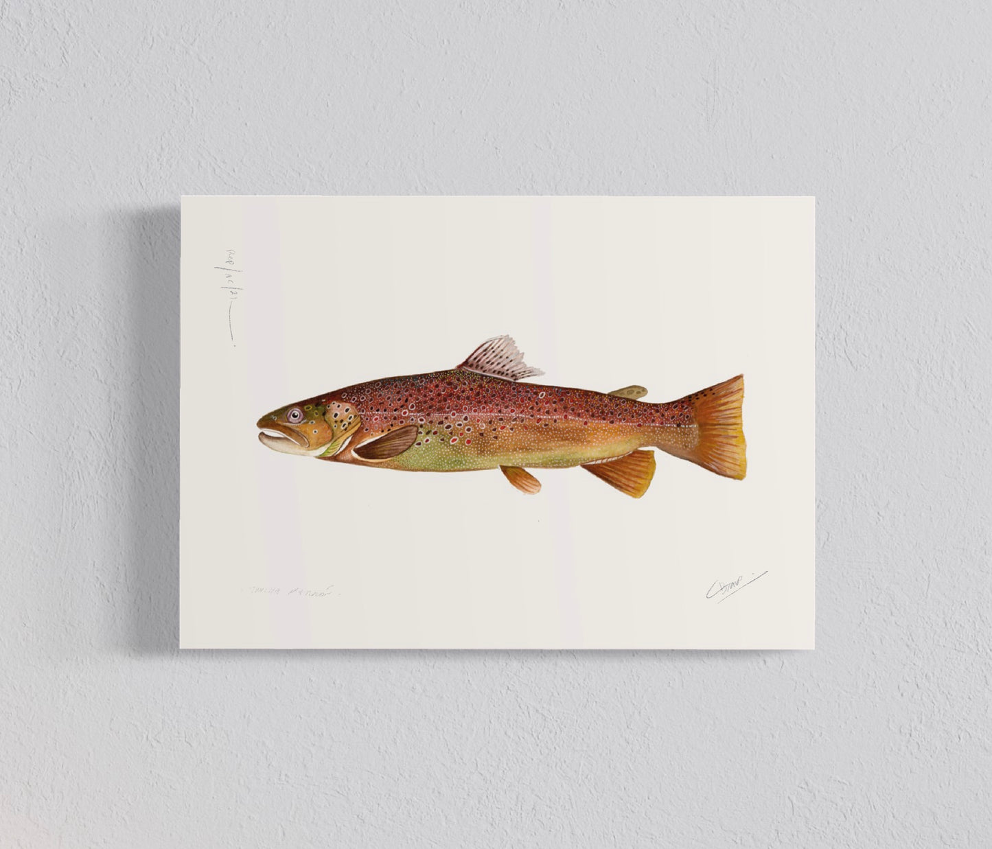 Pack Ilustraciones Truchas