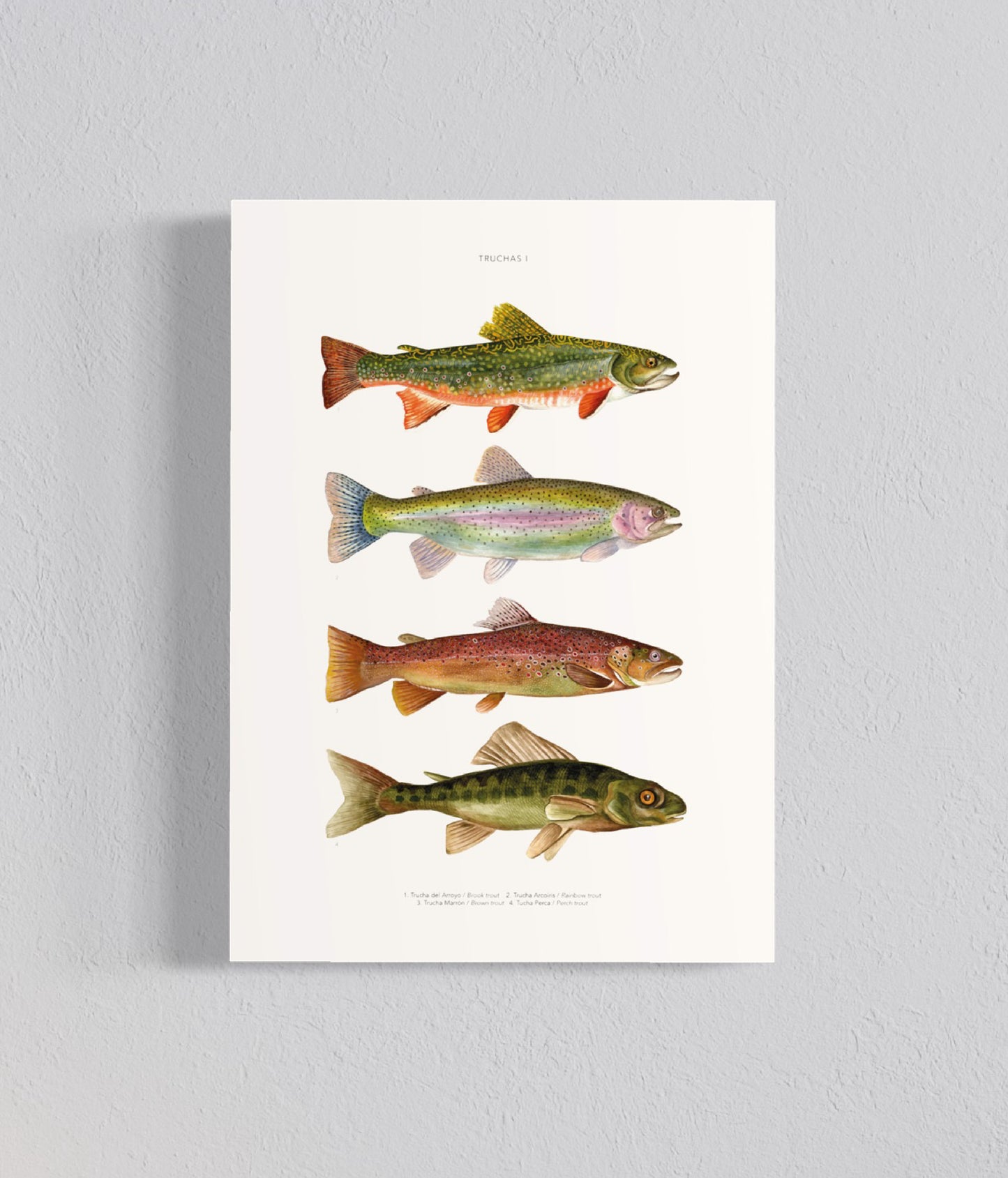 PACK Ilustraciones Peces
