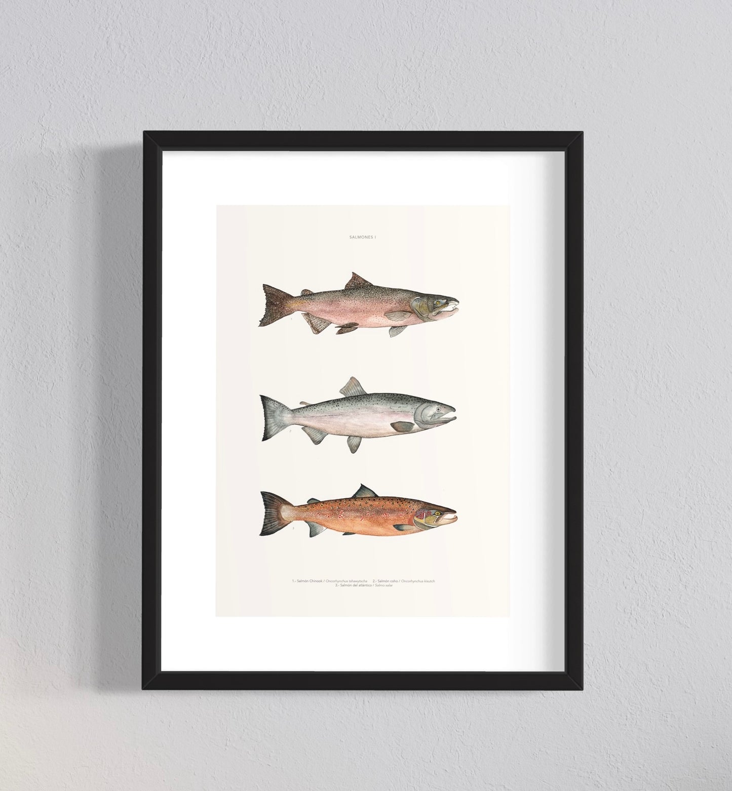 PACK 2 CUADROS TRUCHAS Y SALMONES