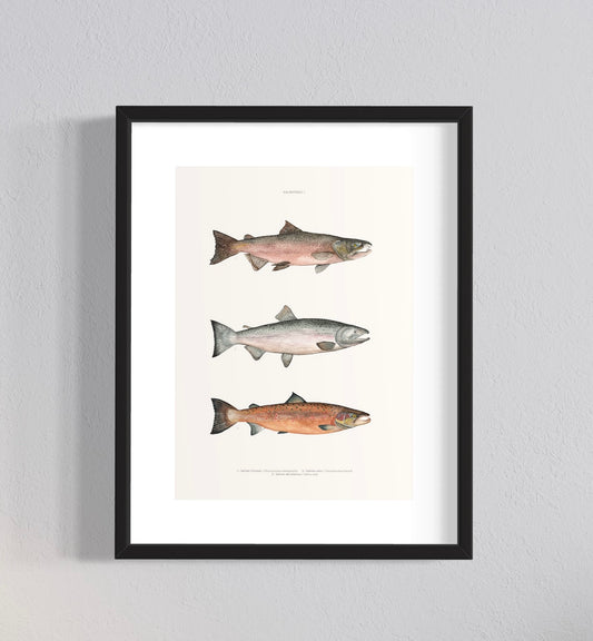 CUADRO ILUSTRACIÓN SALMOMES I