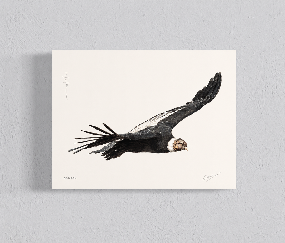 Ilustración Cóndor II