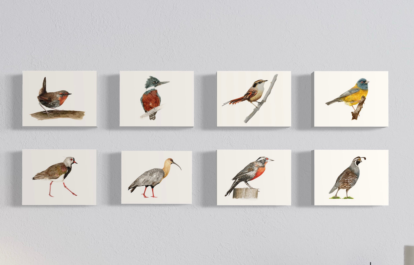 Pack Ilustraciones Aves del Sur III