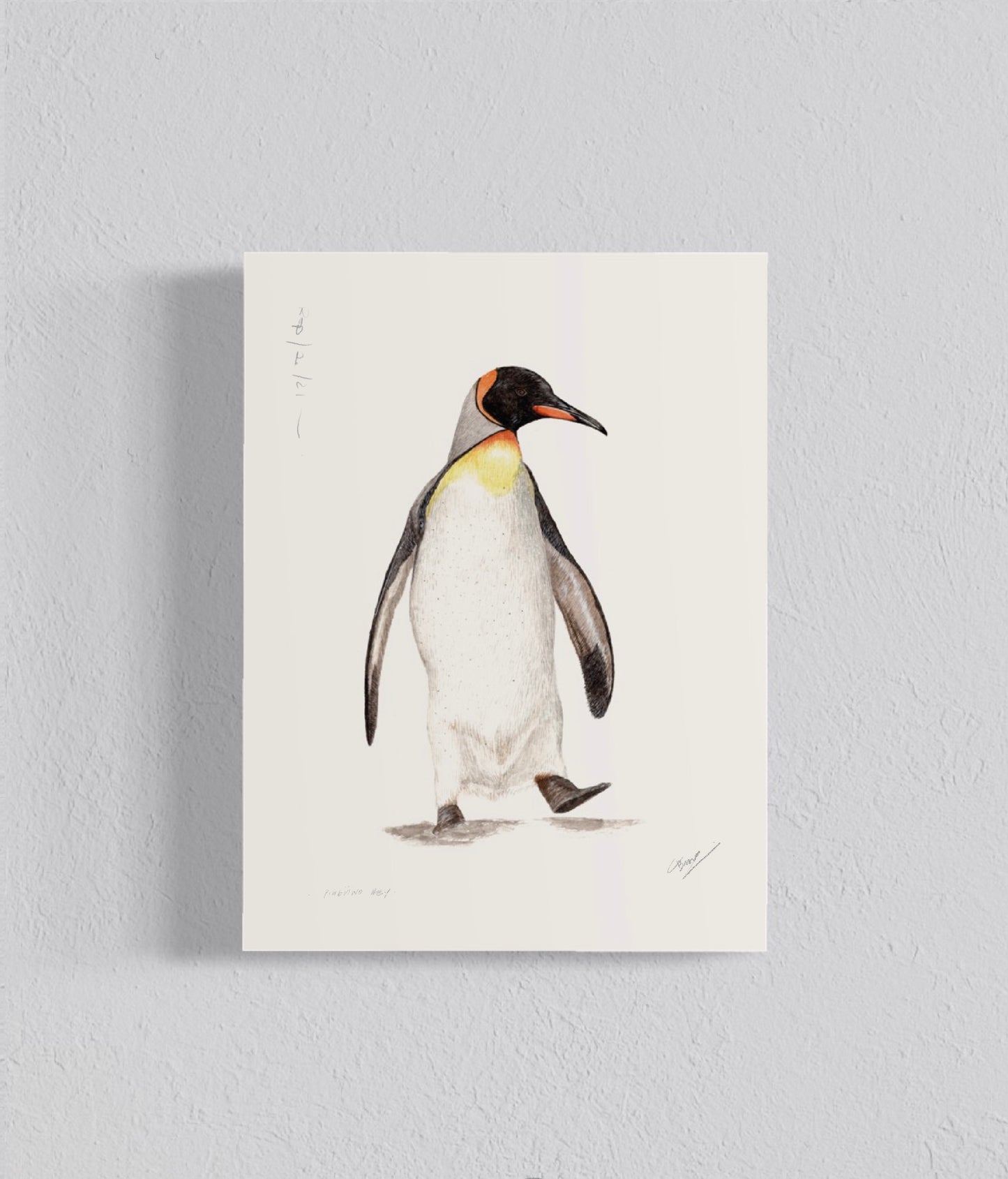 PACK Ilustraciones Pingüinos