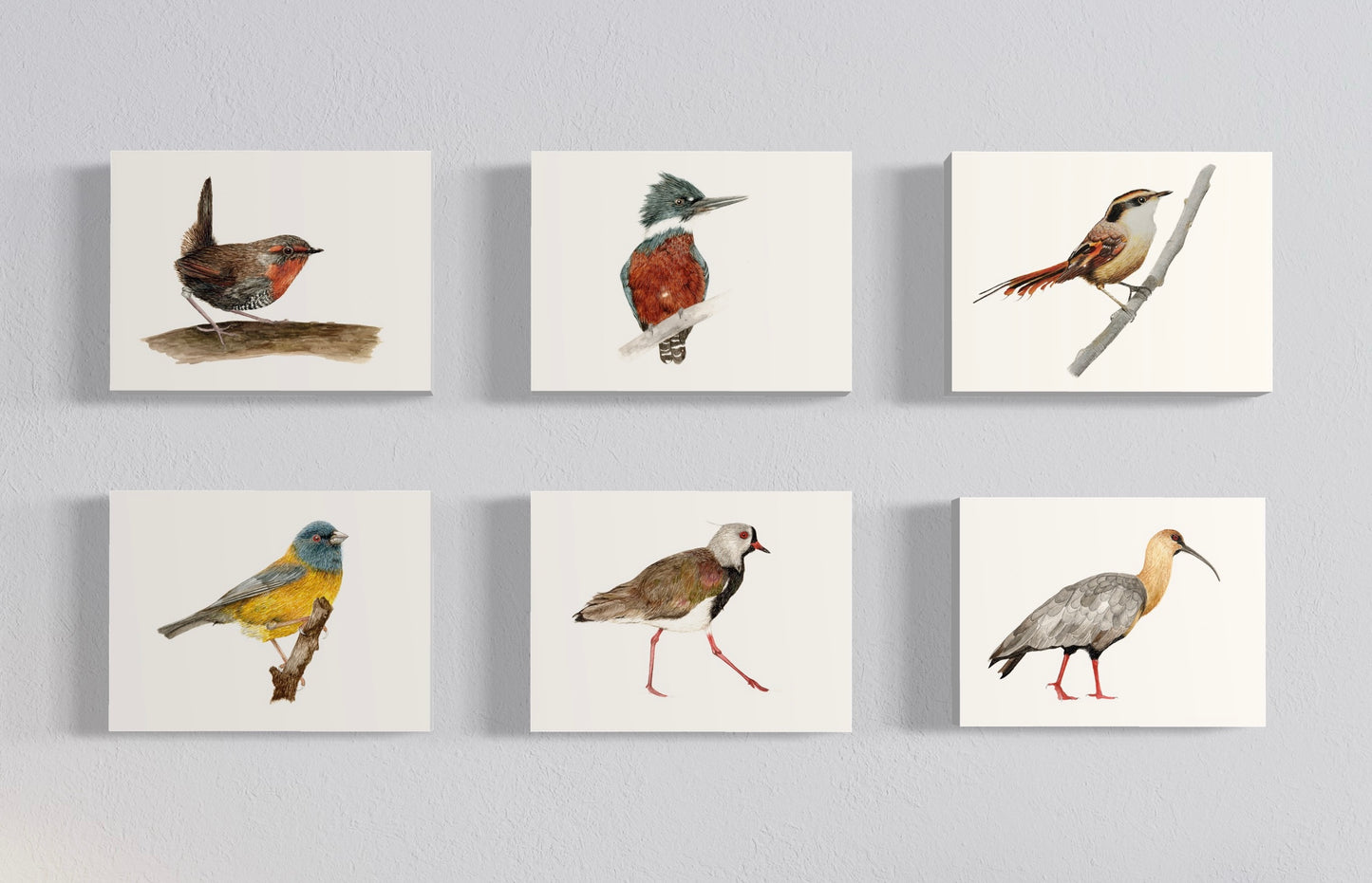 Pack Ilustraciones Aves del Sur II