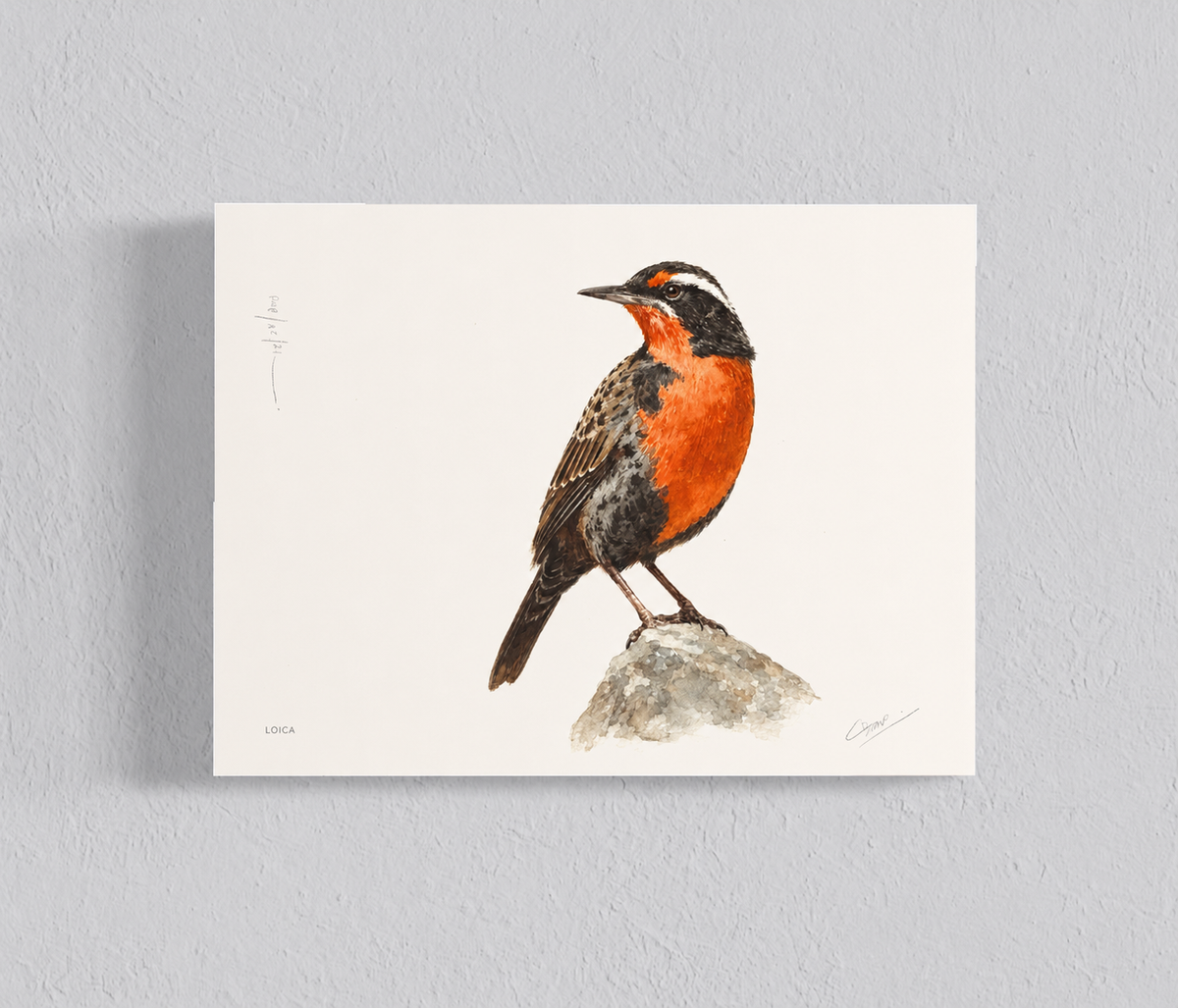 Ilustración Loica II