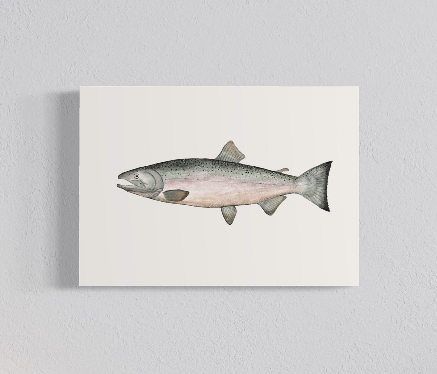 Pack Ilustraciones Peces