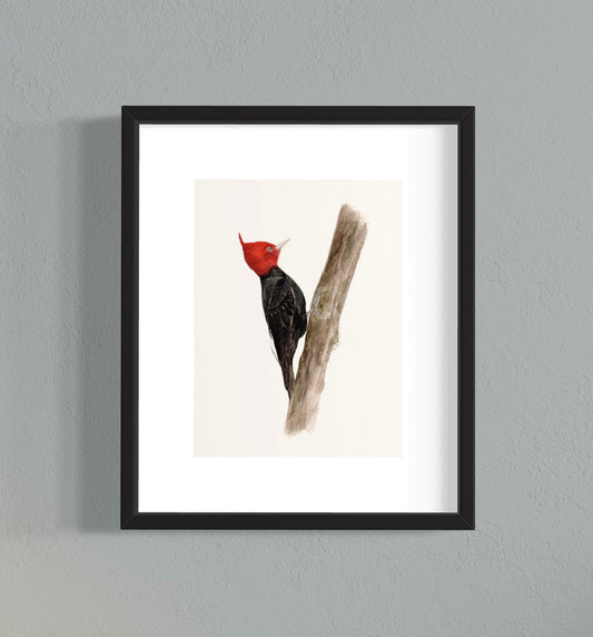 CUADRO CARPINTERO NEGRO MACHO