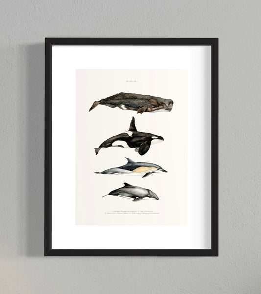 CUADRO ILUSTRACIÓN CETÁCEOS I