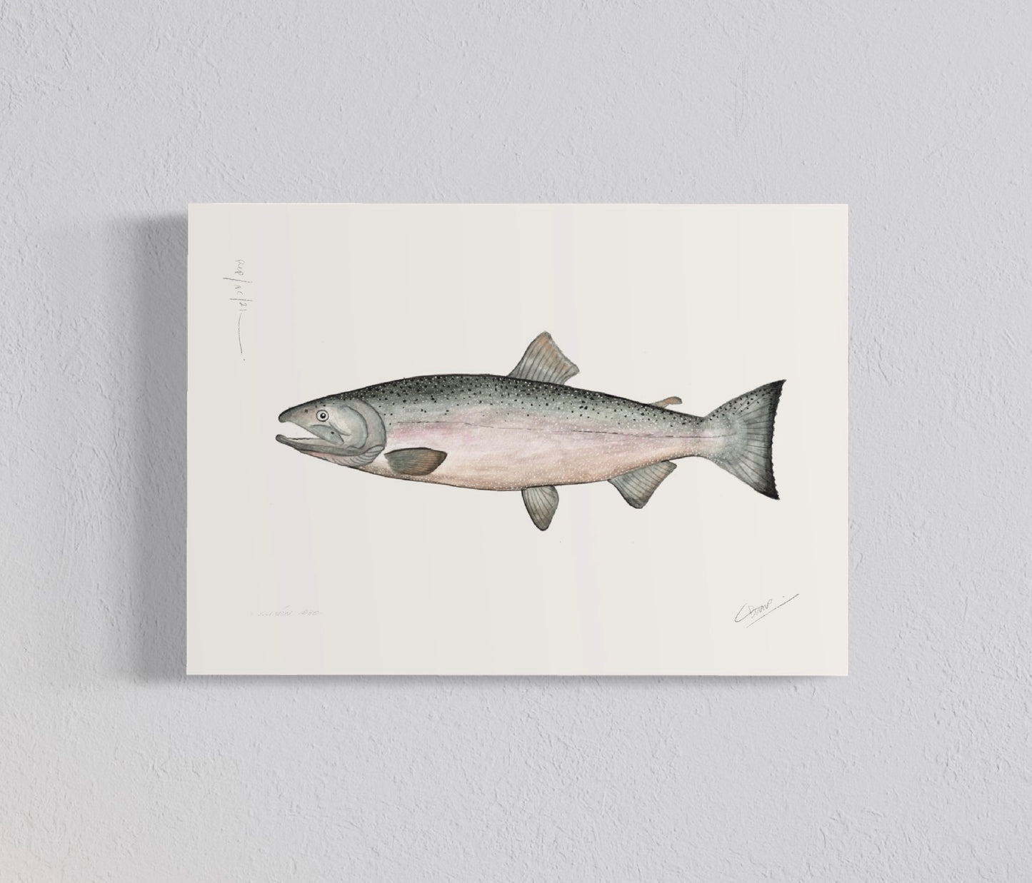 Ilustración Salmón Coho