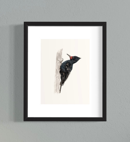 CUADRO CARPINTERO NEGRO HEMBRA