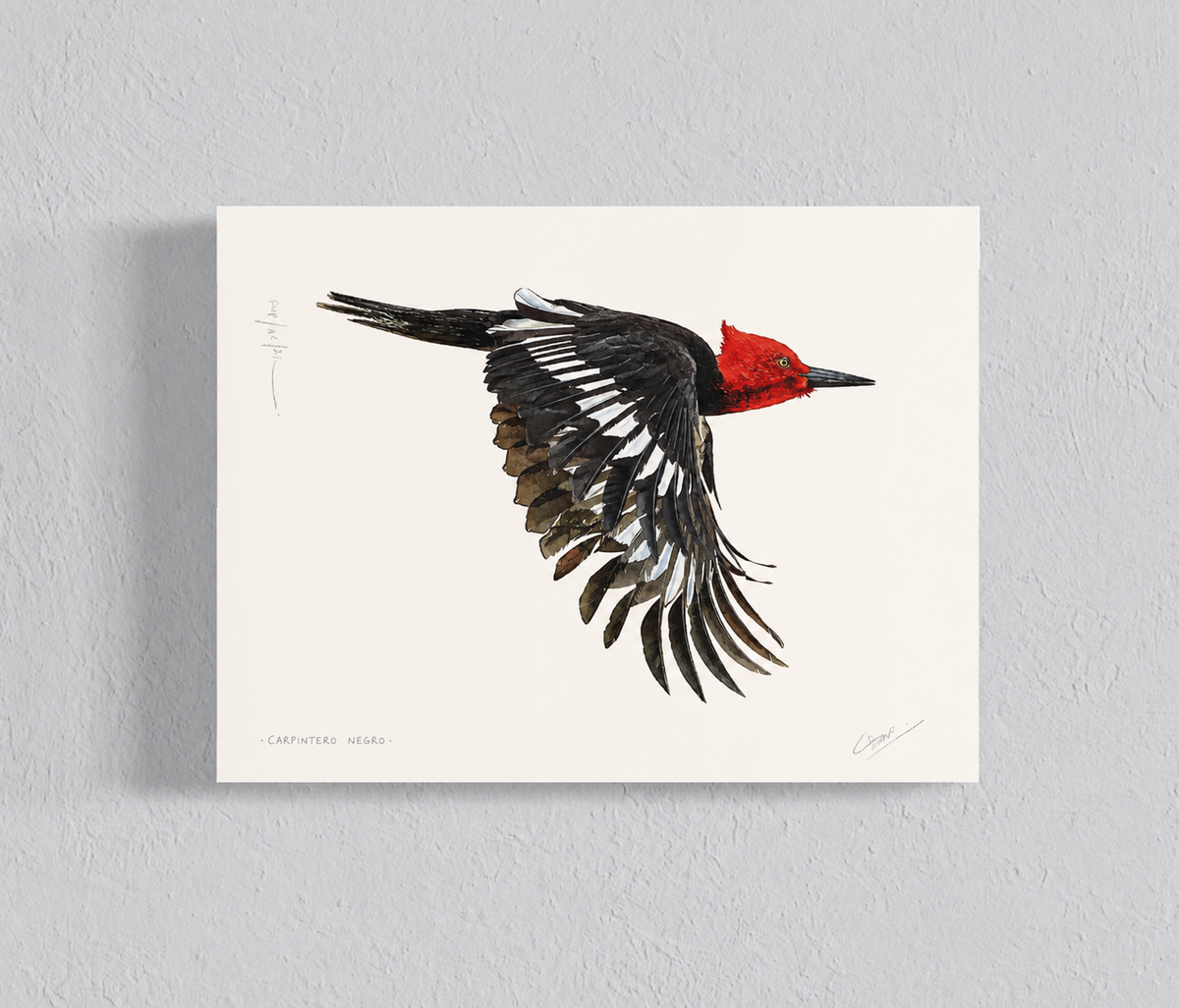 Ilustración Carpintero Negro en vuelo ♂