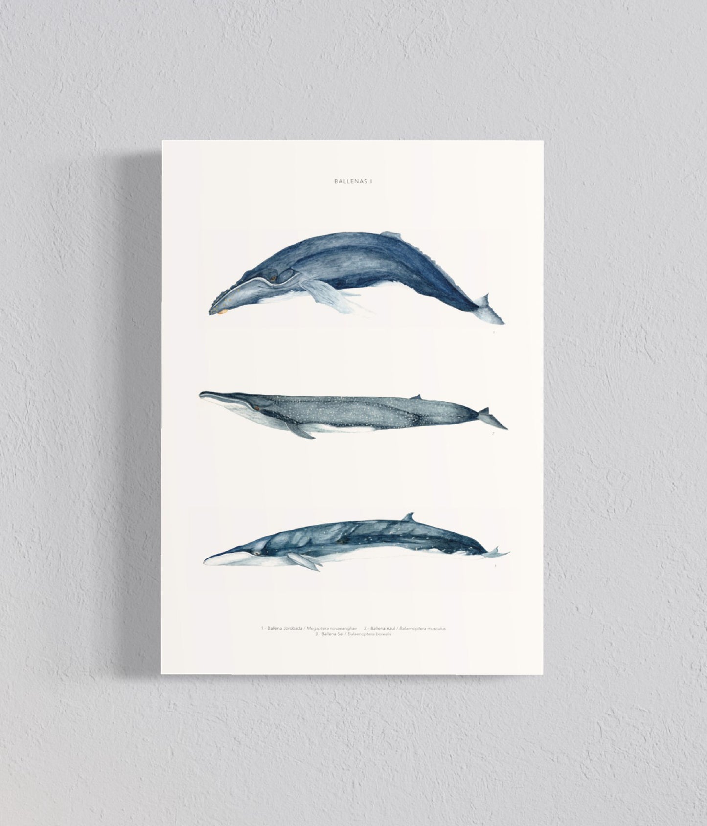 PACK Ilustraciones Cetáceos