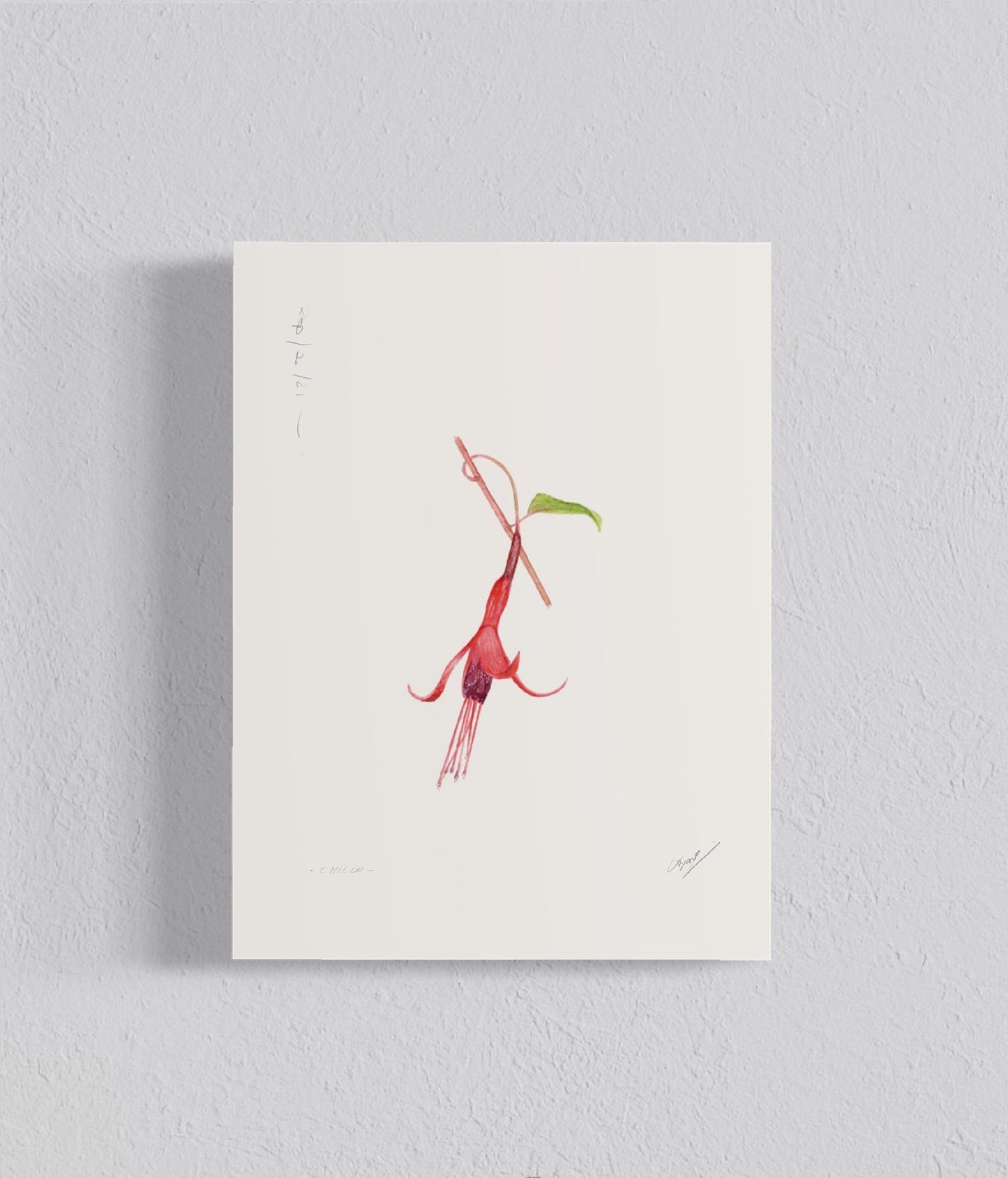 PACK Ilustraciones Flores