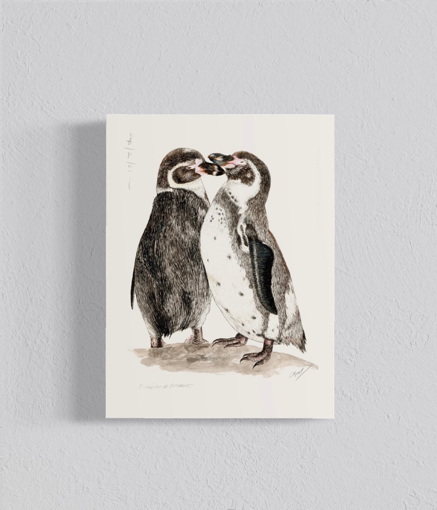 PACK Ilustraciones Pingüinos