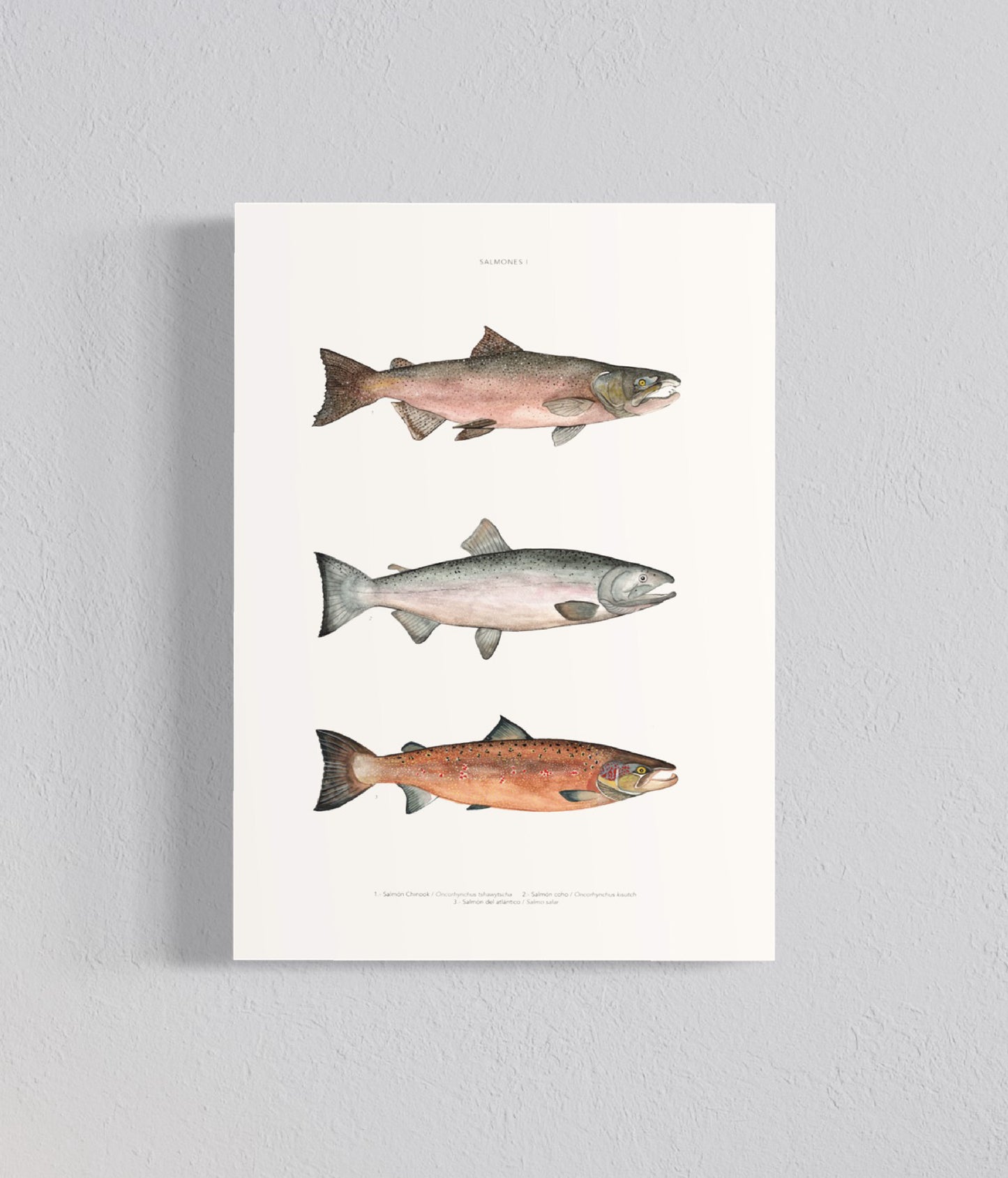 PACK Ilustraciones Peces