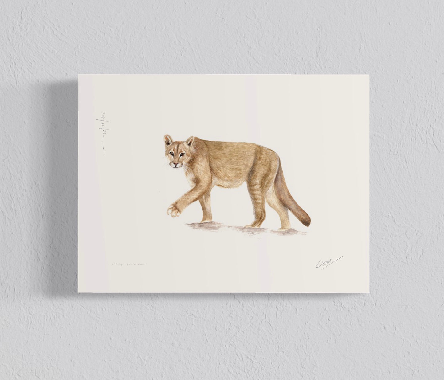 Ilustración Puma Concolor