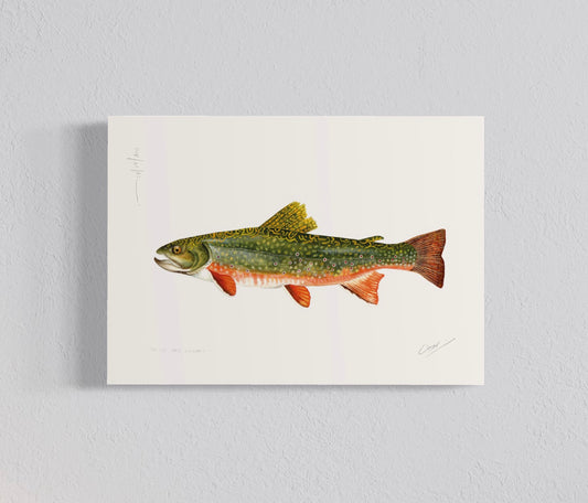 Ilustración Trucha del arroyo