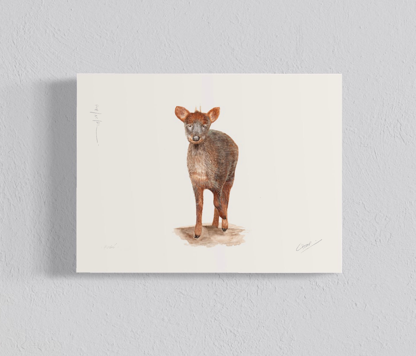 PACK Ilustraciones Pudú y Puma