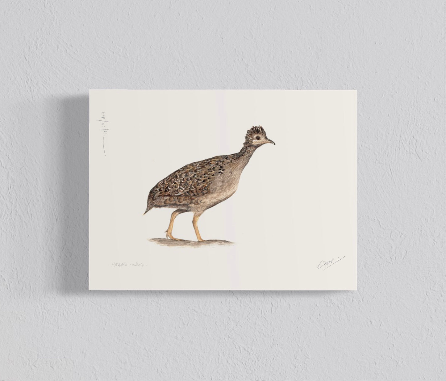 PACK Codorniz y Perdiz Chilena