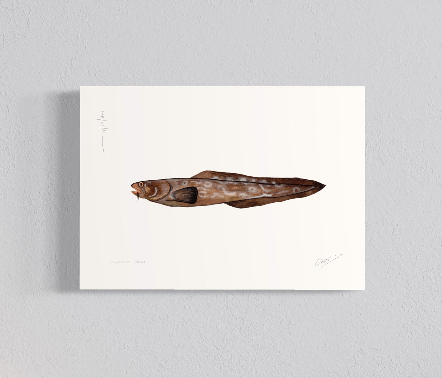 Pack Ilustraciones Peces de Mar