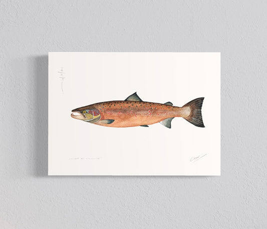 Ilustración Salmón del Atlántico