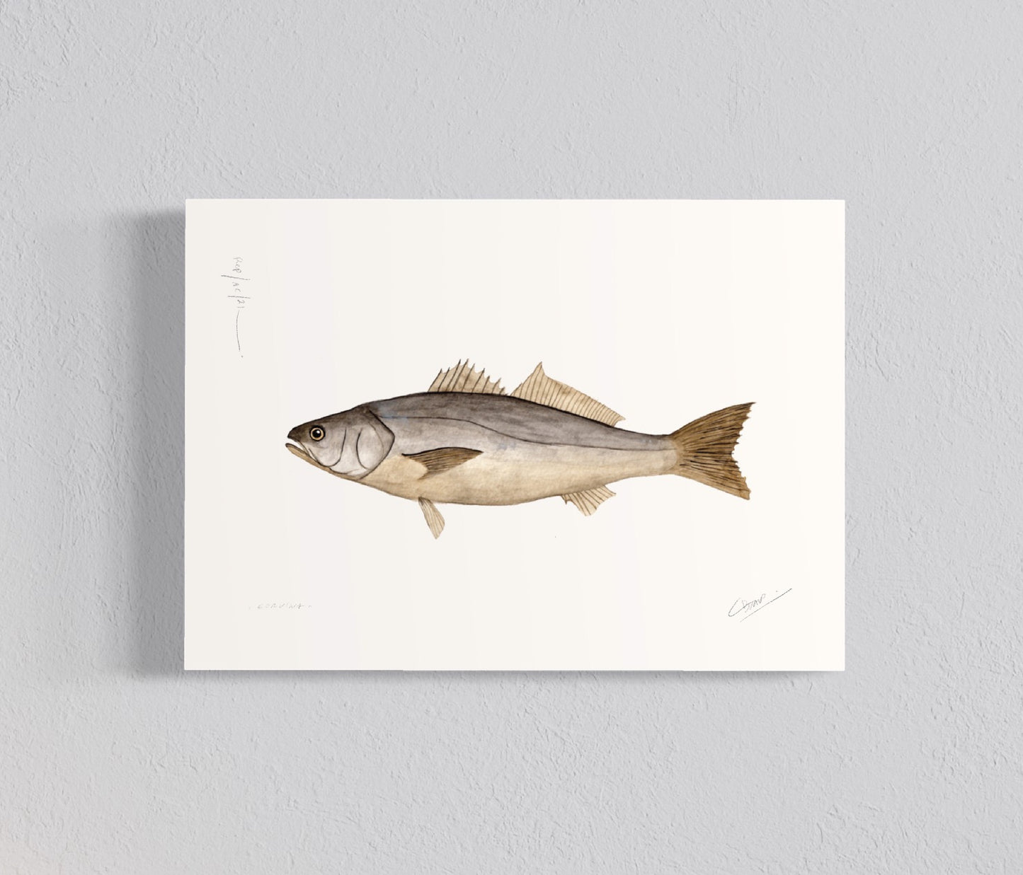 Pack Ilustraciones Peces de Mar