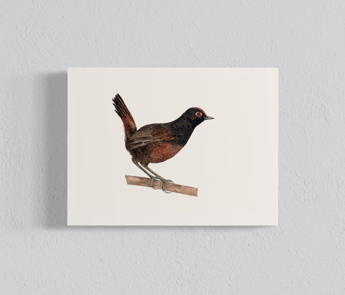 Pack Ilustraciones Aves del Sur IV
