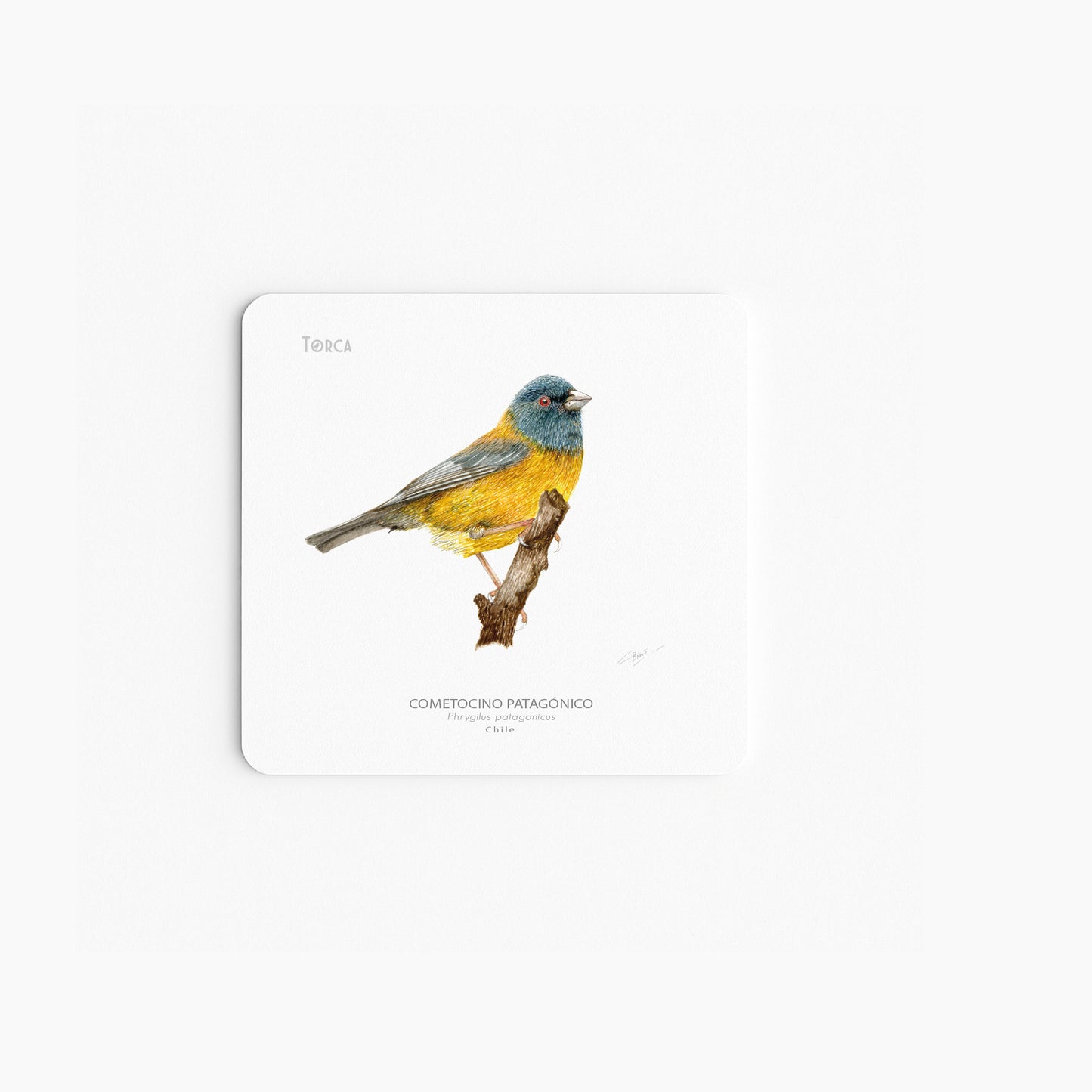 Set de 6 Posavasos Aves del Sur