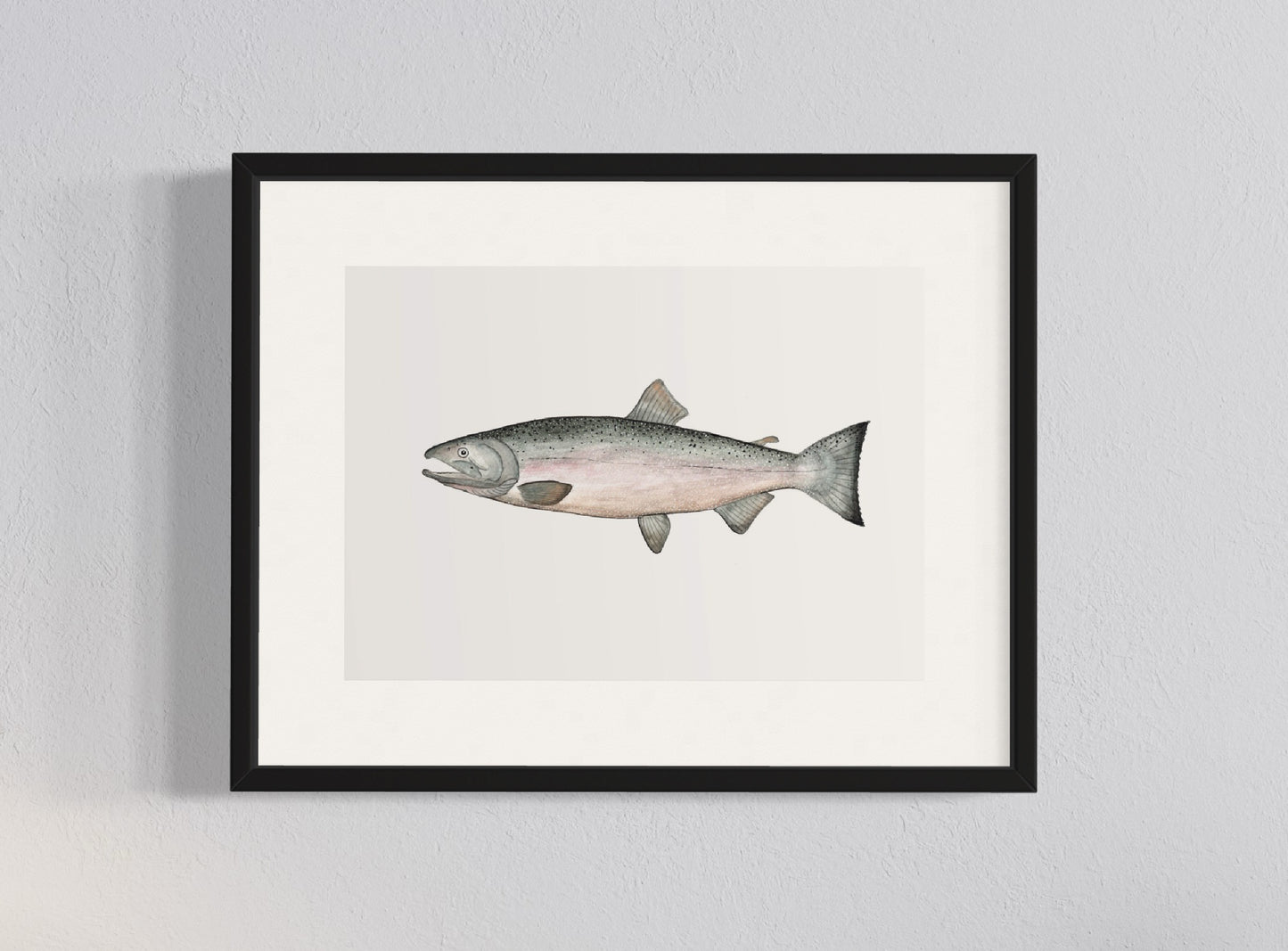 CUADRO SALMÓN COHO