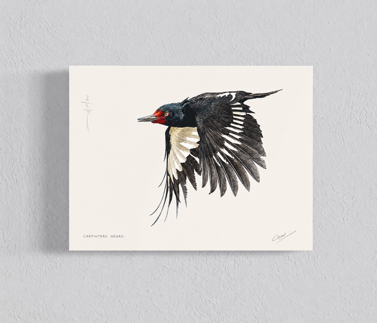 PACK Ilustraciones Carpinteros en vuelo