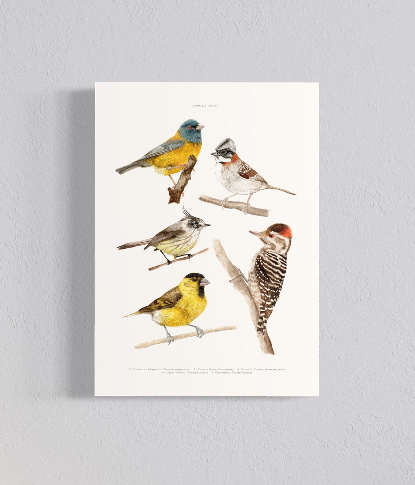 Ilustración Aves de Chile II