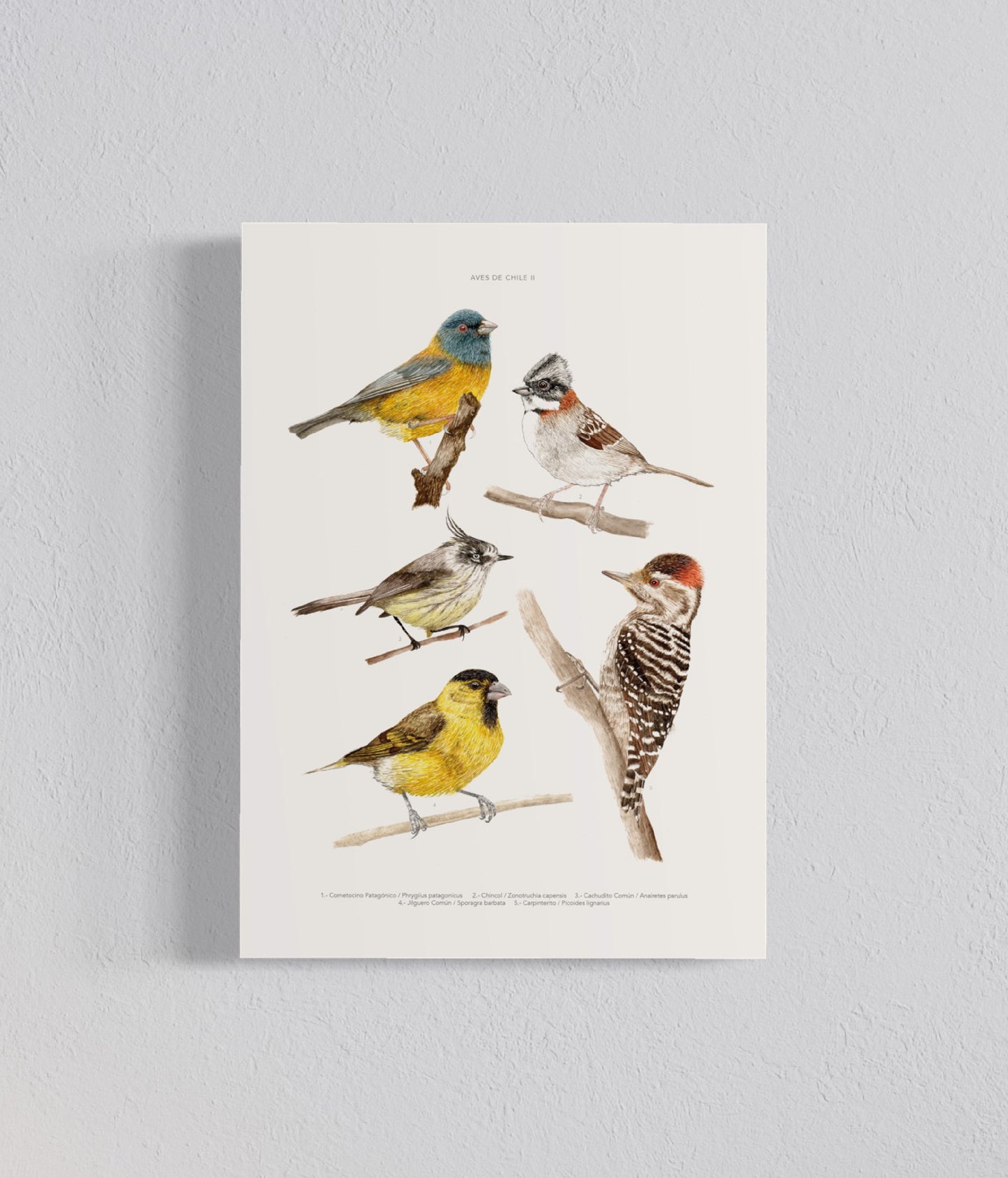 Pack Ilustraciones Aves Norte a Sur