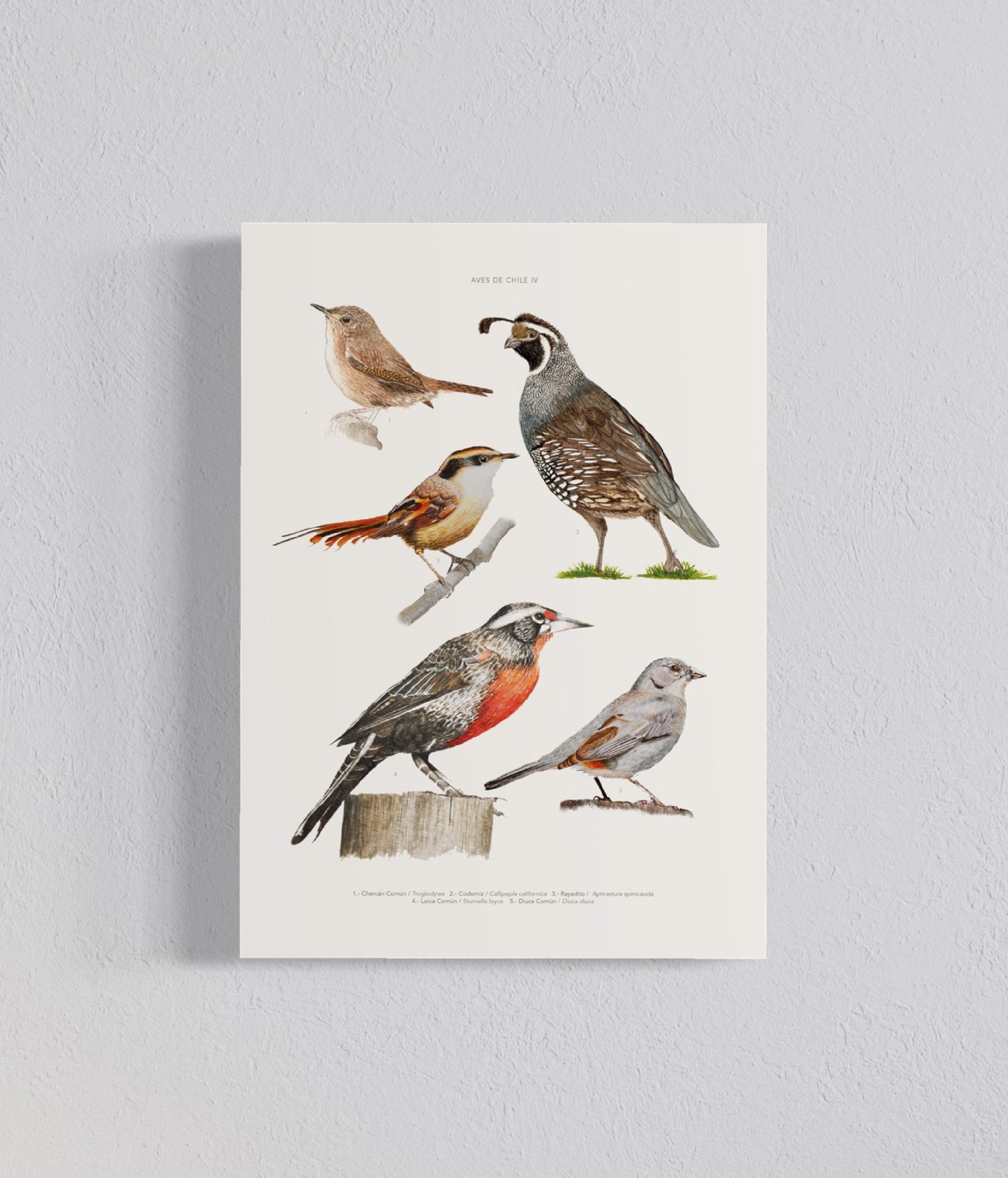 Pack Ilustraciones Aves Norte a Sur