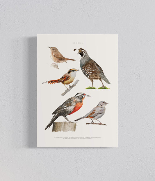 Ilustración Aves de Chile III