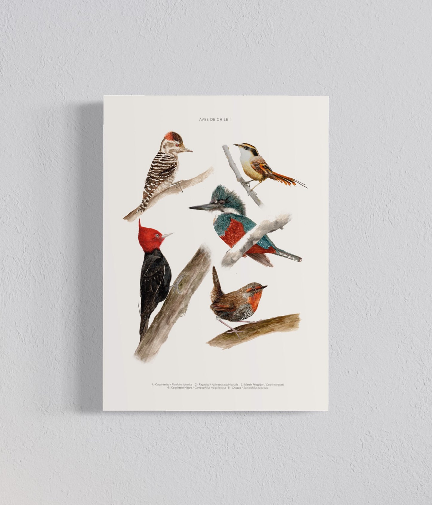 Pack Ilustraciones Aves Norte a Sur