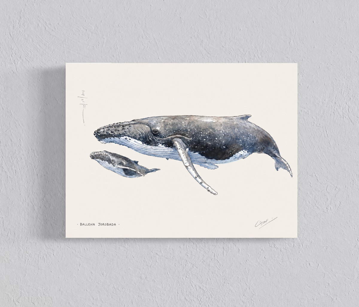 Ilustración Ballena Jorobada y cría