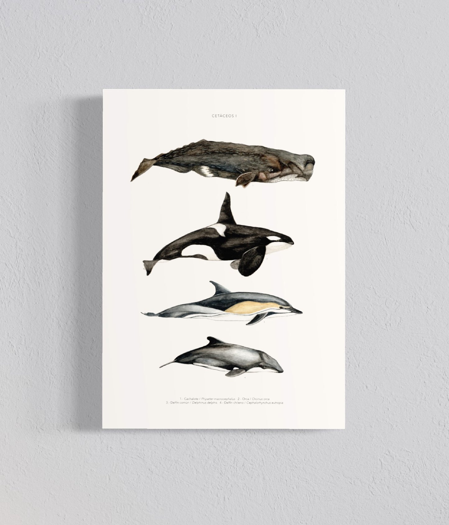 Ilustración Cetáceos