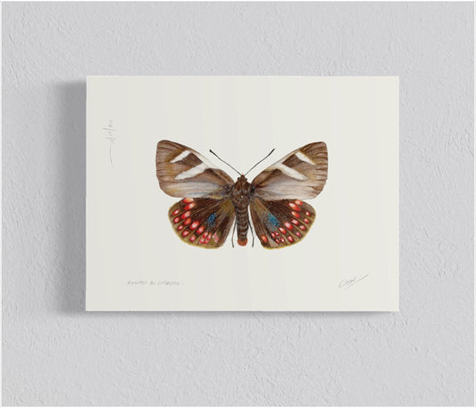 Ilustración Mariposa del Chagual