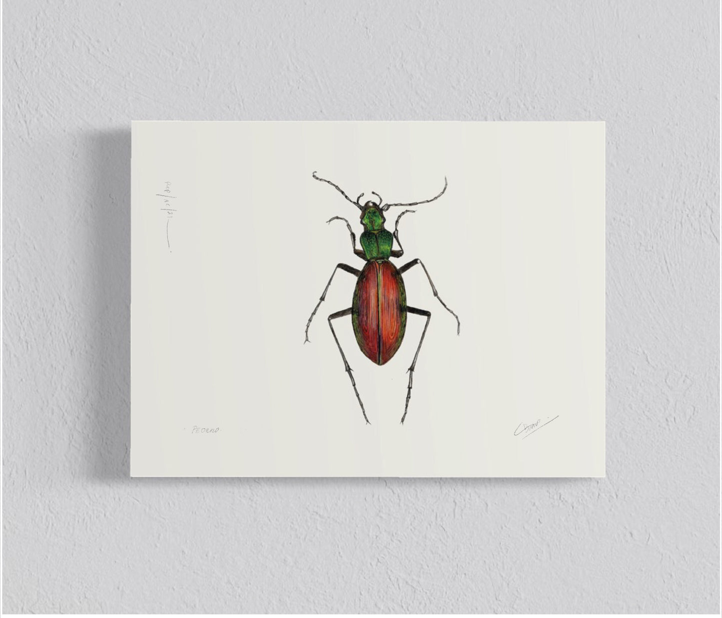 Ilustración Peorro