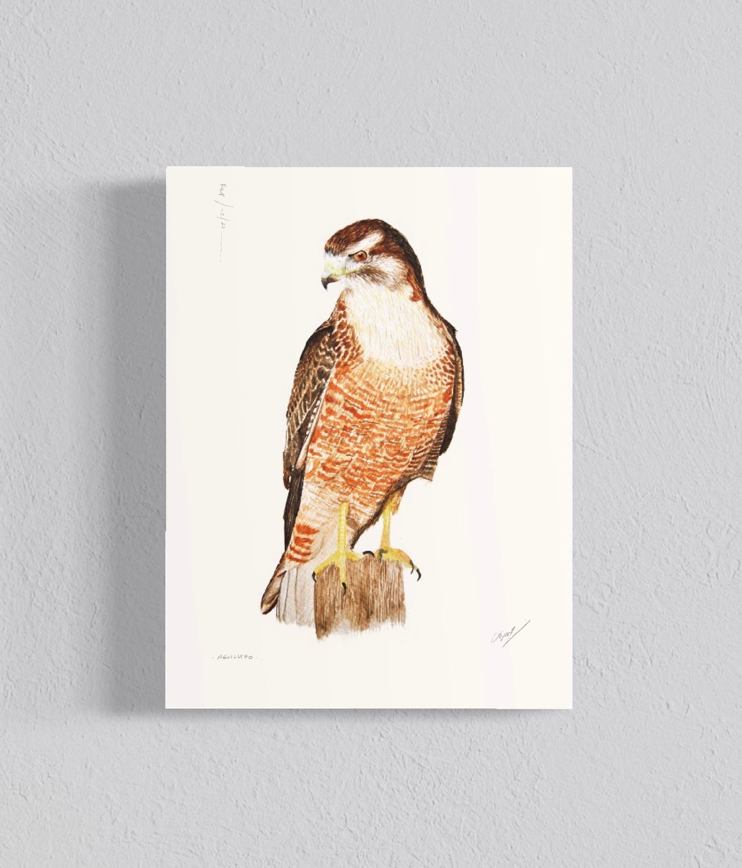 Ilustración Aguilucho