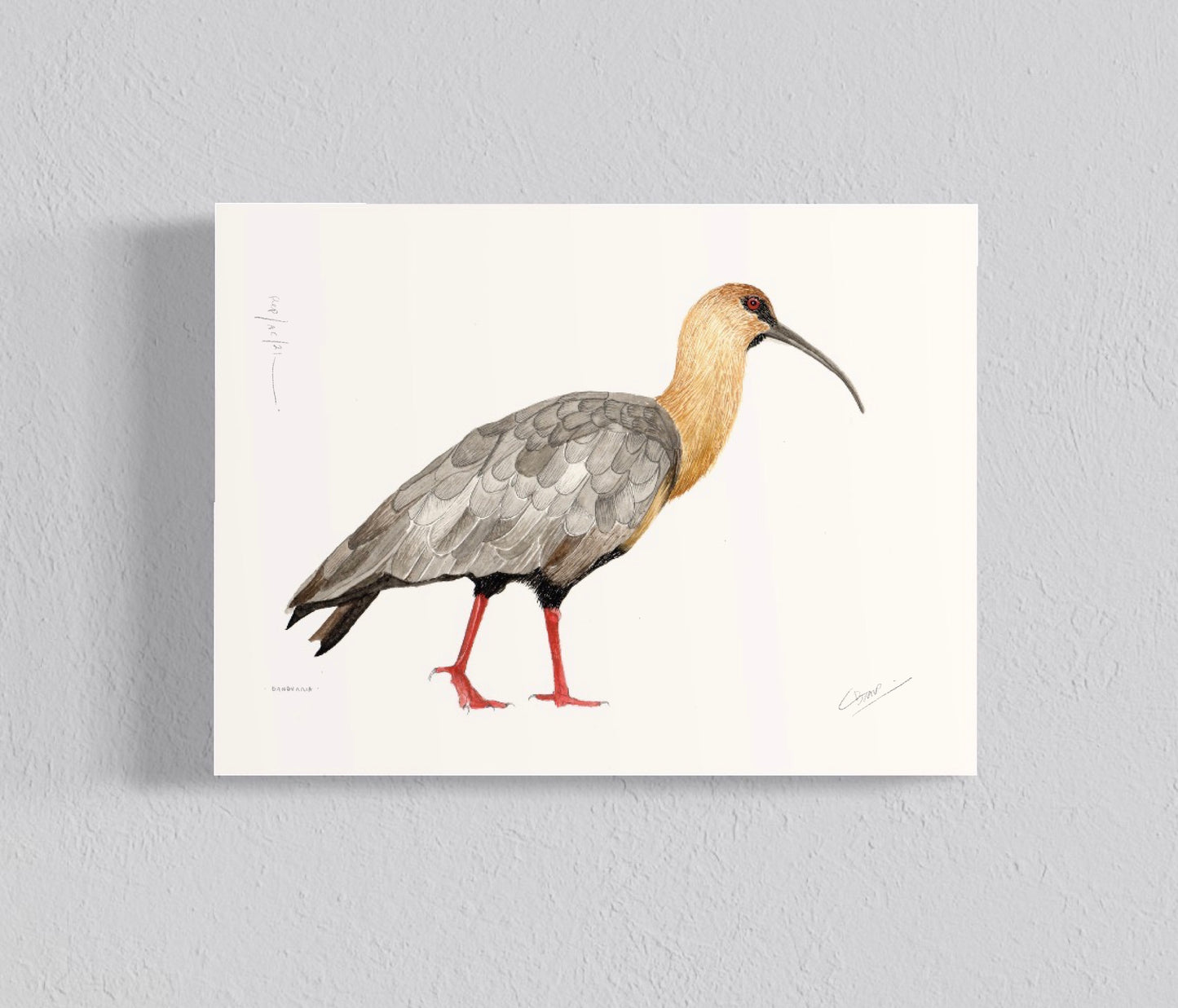 Ilustración Bandurria