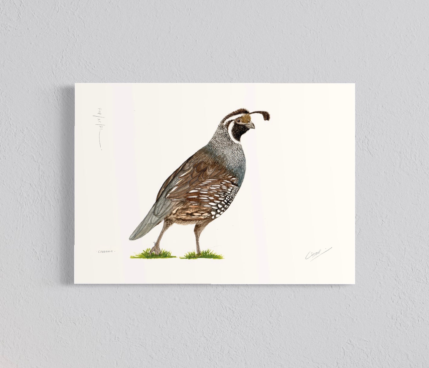 Ilustración Codorniz