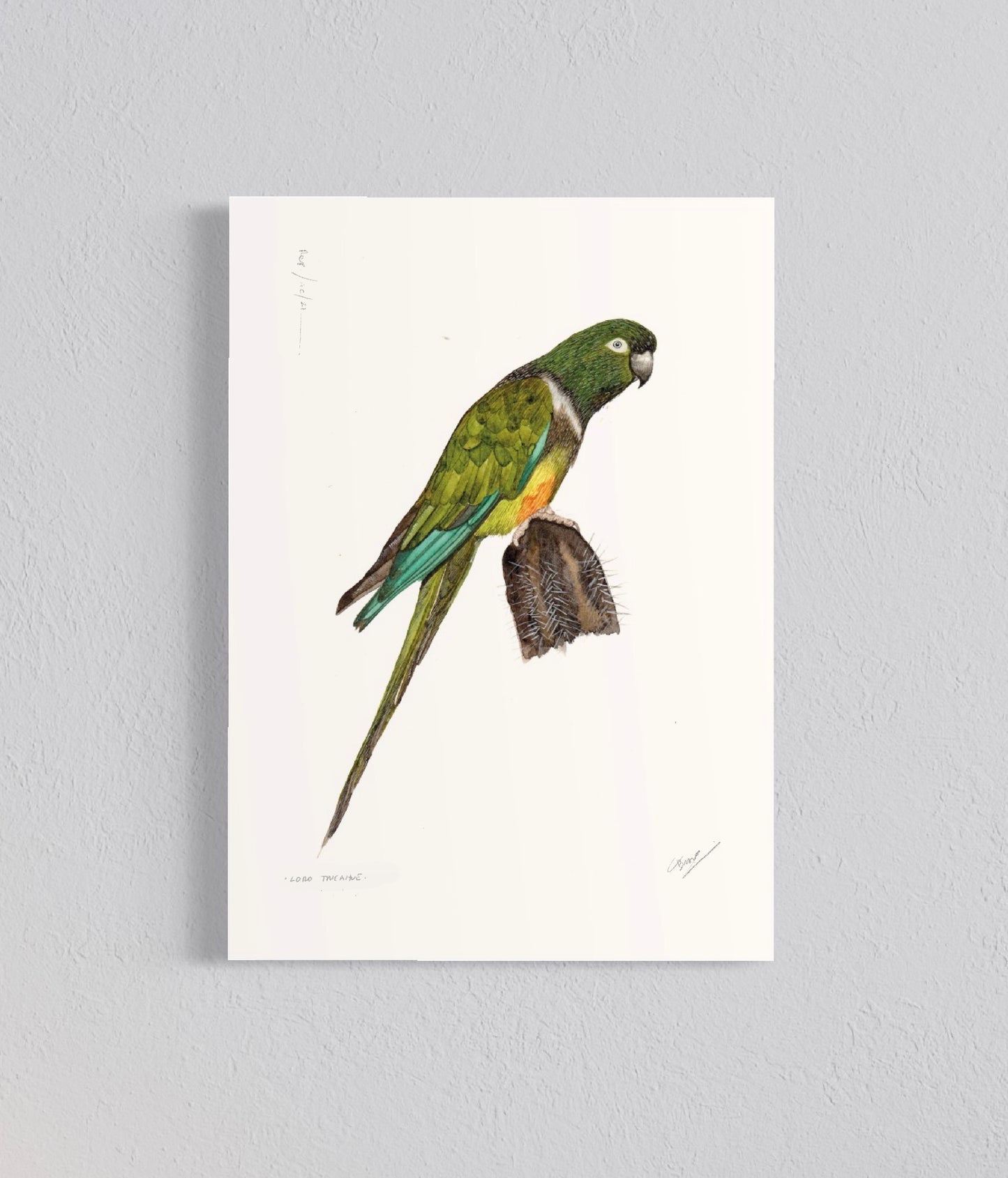 Ilustración Loro Tricahue