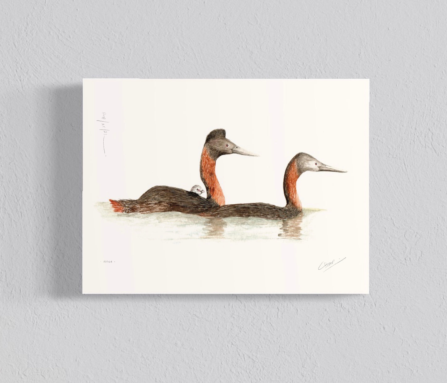 Ilustración Huala