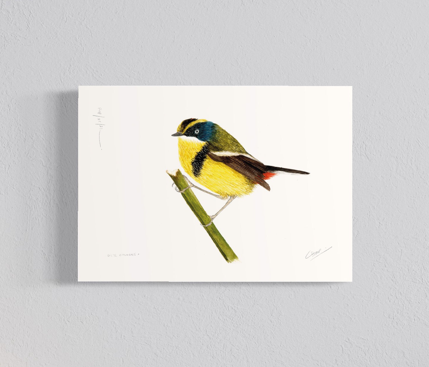 Ilustración Siete colores