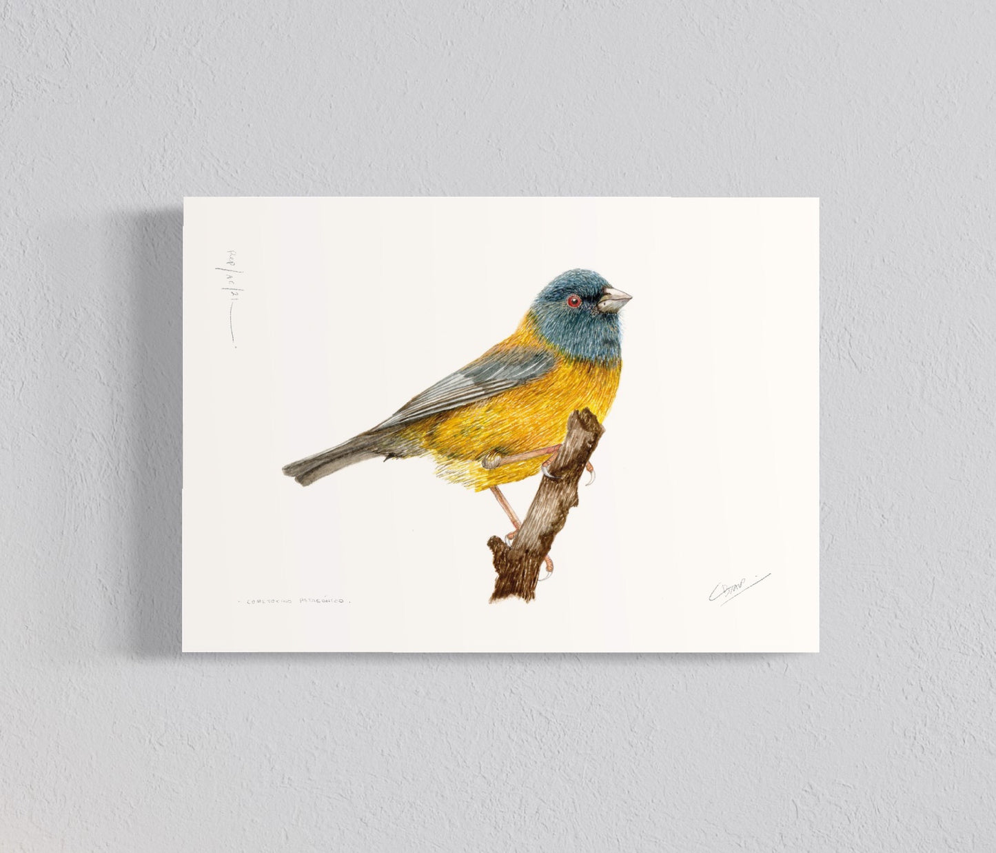 Pack Ilustraciones Aves del Sur I