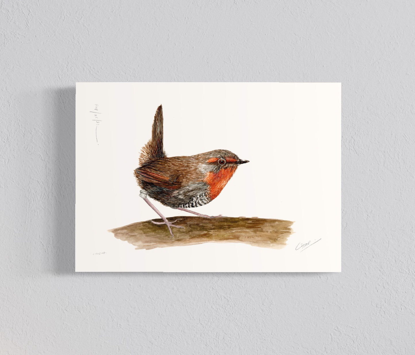 Pack Ilustraciones Aves del Sur I