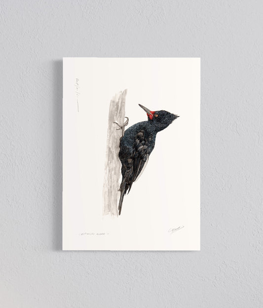 Ilustración Carpintero negro ♀