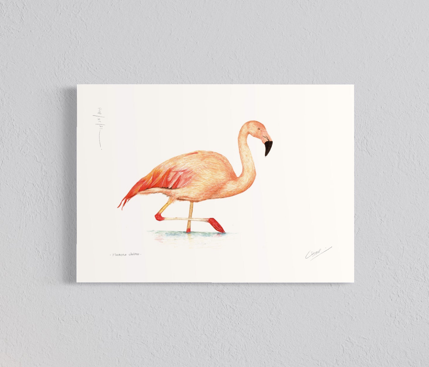 Ilustración Flamenco Chileno