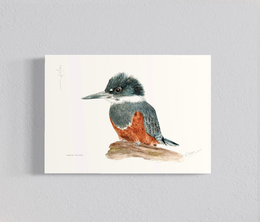 Ilustración Martín Pescador ♀︎